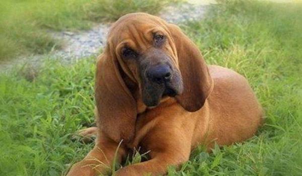 寻血猎犬三角洲怎么举报(寻血猎犬三角洲举报电话是多少?) 寻血猎犬三角洲怎么举报(寻血猎犬三角洲举报电话是多少?)